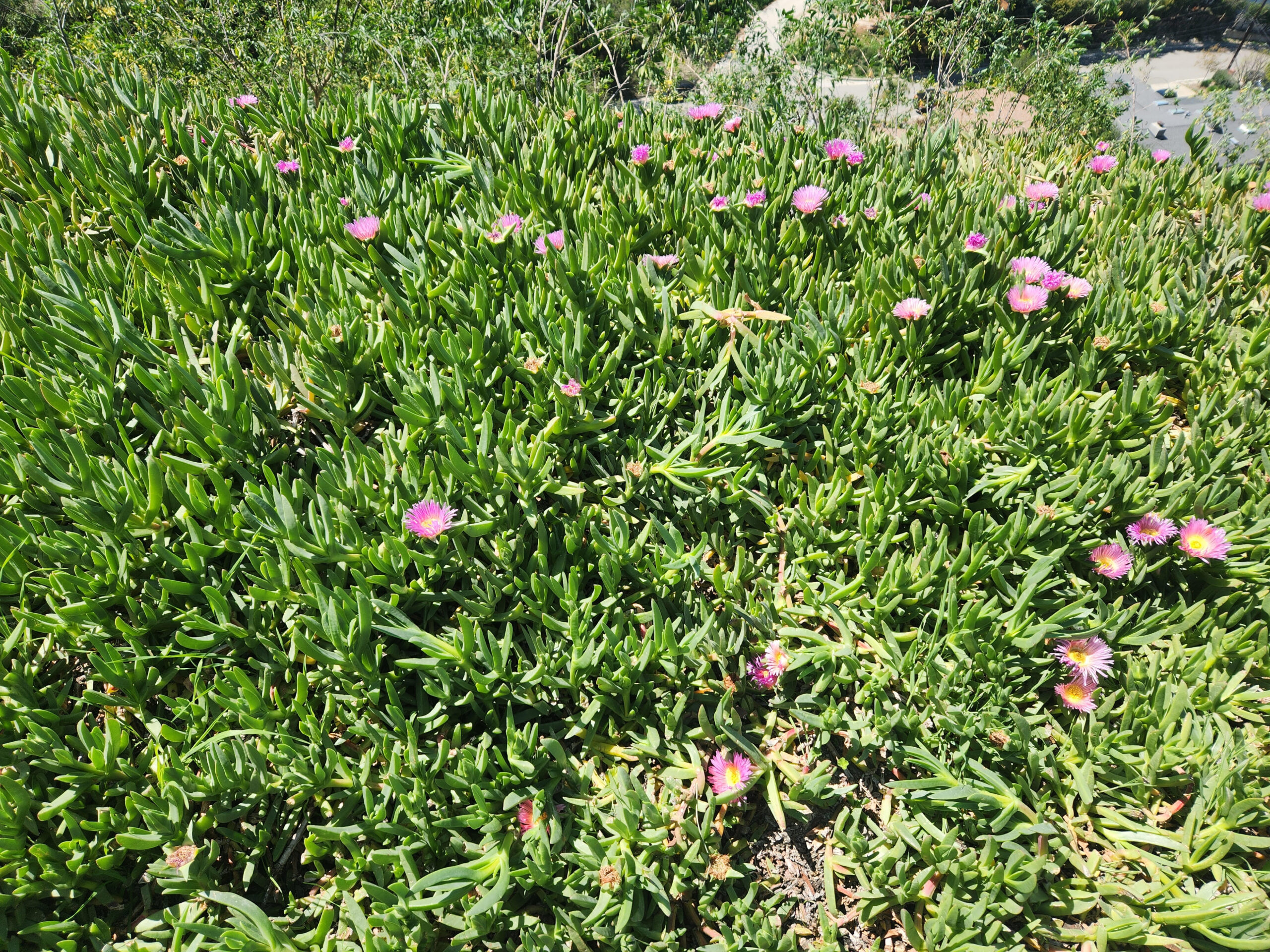 Peter’s Premarket Perspective Wednesday, July 2, 2025